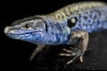 Santo Ianni Islet wall lizard Podarcis sicula paulae