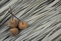 Santol or cotton fruit flat lay on dry palm leaves pattern texture background. Tart with astringent flavor edible fruit.