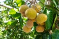 Santol fruit on tree at garden. Royalty Free Stock Photo
