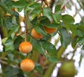 Santol fruits Royalty Free Stock Photo