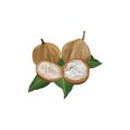 Santol Fruits Krathong originated Tropical  in thailand Royalty Free Stock Photo