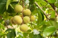 Santol fruits on tree in the garden