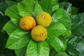 santol Royalty Free Stock Photo