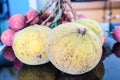 Santol-meliaceae fruit Royalty Free Stock Photo