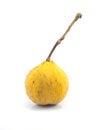 Santol meliaceae fruit isolated Royalty Free Stock Photo