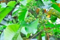 santol tree and santol flower or Sandoricum koetjape , MELIACEAE or Santol or Sentul or Red Sentol or Yellow Sentol Royalty Free Stock Photo