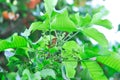 santol tree and santol flower or Sandoricum koetjape , MELIACEAE or Santol or Sentul or Red Sentol or Yellow Sentol Royalty Free Stock Photo