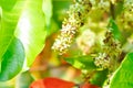 santol tree and santol flowers or Sandoricum koetjape , MELIACEAE or Santol or Sentul or Red Sentol or Yellow Sentol Royalty Free Stock Photo