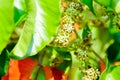 santol tree and santol flowers or Sandoricum koetjape , MELIACEAE or Santol or Sentul or Red Sentol or Yellow Sentol Royalty Free Stock Photo