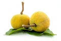 Santol, tropical fruit Royalty Free Stock Photo