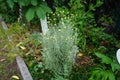 Santolina chamaecyparissus blooms with yellow flowers in June. Berlin, Germany Royalty Free Stock Photo