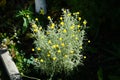 Santolina chamaecyparissus blooms with yellow flowers in June. Berlin, Germany Royalty Free Stock Photo