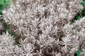 Santolina chamaecyparissus, cotton lavender - aromatic and medicinal herb