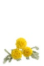 Santolina chamaecyparissus cotton lavender isolated on white Royalty Free Stock Photo