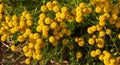 Santolina chamaecyparissus, traditional wild medicinal plant wit Royalty Free Stock Photo