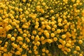 Santolina chamaecyparissus, traditional wild medicinal plant Royalty Free Stock Photo