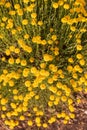 Santolina chamaecyparissus, traditional wild medicinal plant with yellow flowers Royalty Free Stock Photo