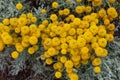 Santolina chamaecyparissus with yellow flowers Royalty Free Stock Photo
