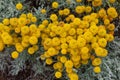 Santolina chamaecyparissus with yellow flowers