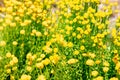 Santolina chamaecyparissus with yellow flowers Royalty Free Stock Photo