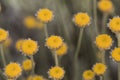 Santolina pectinata aromatic plant with yellow compound flowers on long erect stems defocused green background