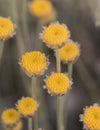 Santolina pectinata aromatic plant with yellow compound flowers on long erect stems defocused green background