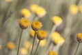 Santolina pectinata aromatic plant with yellow compound flowers on long erect stems defocused green background