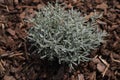 Silver leaves of Santolina plants