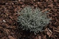 Silver leaves of Santolina plants