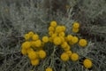 Yellow blossom of Santolina plants