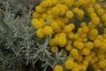 Yellow blossom of Santolina plants