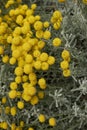 Yellow blossom of Santolina plants