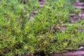 Santolina rosmarinifolia or Green Lavender Cotton or Green Santolina, Holy Flax shrub Royalty Free Stock Photo