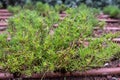 Santolina rosmarinifolia or Green Lavender Cotton or Green Santolina, Holy Flax shrub Royalty Free Stock Photo