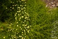 Santolina rosmarinifolia, holy flax, flowering plant in daisy family Asteraceae. Evergreen shrub with narrow leaves and yellow Royalty Free Stock Photo