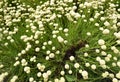 Santolina rosmarinifolia with white flowers Royalty Free Stock Photo