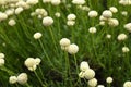Santolina rosmarinifolia with white flowers Royalty Free Stock Photo