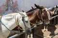 Santorini Donkey Greece Royalty Free Stock Photo