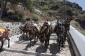 Santorini donkey path Royalty Free Stock Photo