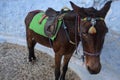 Santorini Donkey - symbol of the island. Santorini, Thira, Greece. Donkey in Fira on Santorini in the Aegean. Traditional Greek Royalty Free Stock Photo