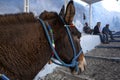 Santorini Donkey - symbol of the island. Santorini, Thira, Greece. Donkey in Fira on Santorini in the Aegean. Traditional Greek Royalty Free Stock Photo