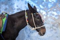 Santorini Donkey - symbol of the island. Santorini, Thira, Greece. Donkey in Fira on Santorini in the Aegean. Traditional Greek Royalty Free Stock Photo