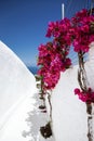 Santorini, Greece. Amazing view of blooming pink beautiful bugenwilla flowers on small street on Santorini. Oia, Fira Santorini, Royalty Free Stock Photo