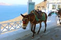 SANTORINI, GREECE - JULY 19, 2018: mules climbing street in Santorini. These animals with donkeys are used as transportation