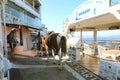 SANTORINI, GREECE - JULY 19, 2018: mules in street at Santorini. These animals with donkeys are used as transportation to take vi
