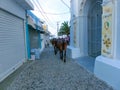 The donkeys on stairs of Santorini