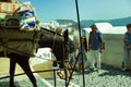 Santorini, Greece : A donkey or mule carrying weight of luggage, Luggage porter uses a donkey to navigate the