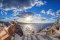 Santorini island with donkey in Oia village, Greece Royalty Free Stock Photo