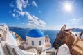 Santorini island with donkey in Oia village, Greece Royalty Free Stock Photo