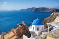 Santorini island with donkey in Oia village, Greece Royalty Free Stock Photo